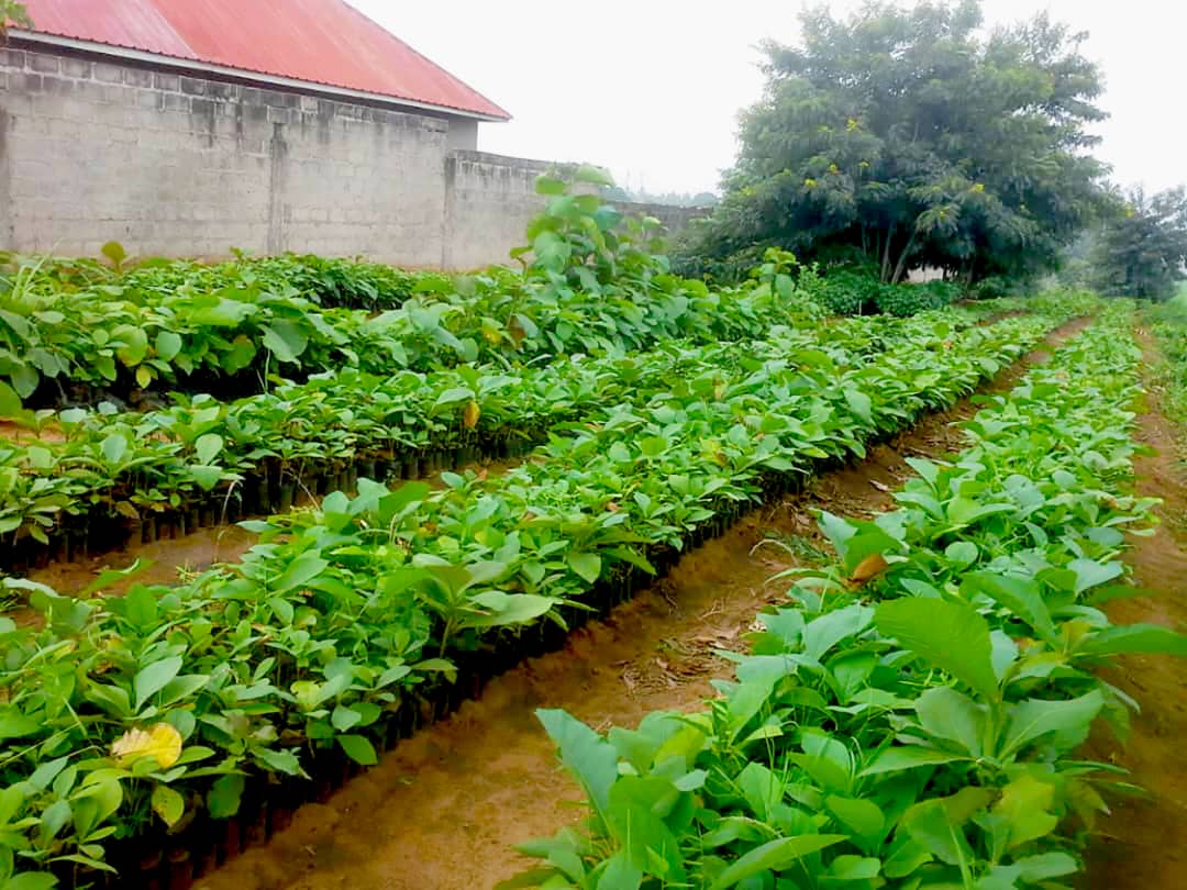 Aerial view of lush green forest canopy